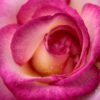 pink-rose-4268318_1280